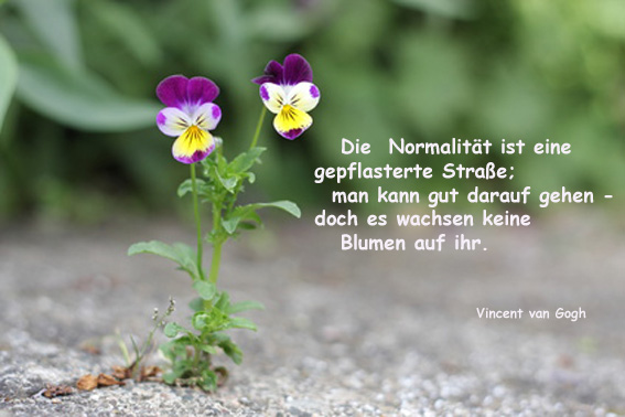 Viola tricolor ( wildes Stiefmütterchen)