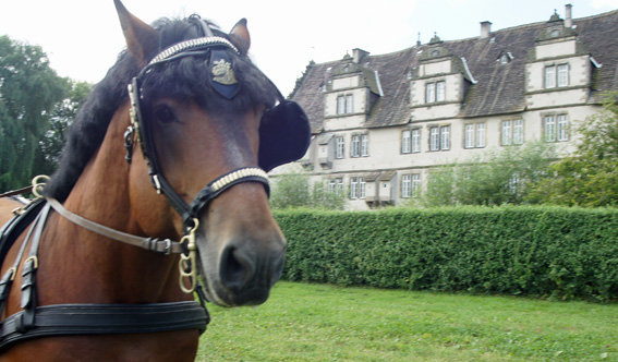 Prachtvolle Pferde auf Schlo0ß Wendlinghausen