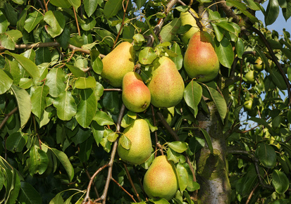 Birnen am Baum - Pears