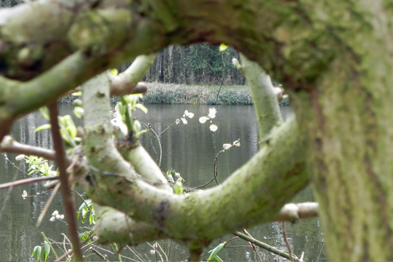 Blick auf den Teich