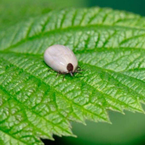 Ralf Wigand: Chronische Borreliose – heilbar oder nicht heilbar?