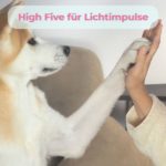 Hund legt vertrauensvoll seine Pfote in die Hand eines Menschen – Symbol für Nähe, Freundschaft und Unterstützung bei Arthrose bei Mensch und Tier.