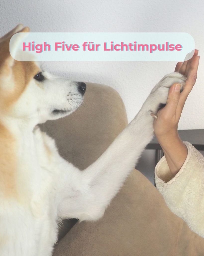 Hund legt vertrauensvoll seine Pfote in die Hand eines Menschen – Symbol für Nähe, Freundschaft und Unterstützung bei Arthrose bei Mensch und Tier.