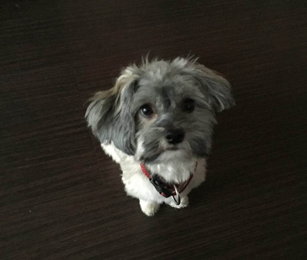 Frau arbeitet im Homeoffice am Schreibtisch, Hund liegt daneben und schaut aufmerksam zu