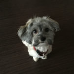 Frau arbeitet im Homeoffice am Schreibtisch, Hund liegt daneben und schaut aufmerksam zu