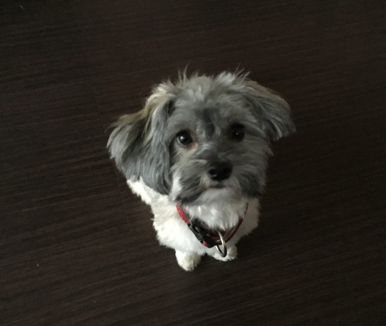 Frau arbeitet im Homeoffice am Schreibtisch, Hund liegt daneben und schaut aufmerksam zu