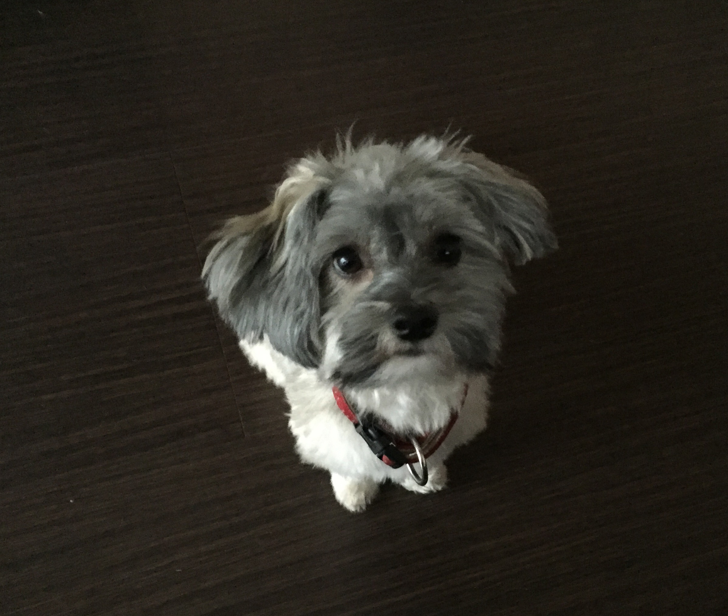 Frau arbeitet im Homeoffice am Schreibtisch, Hund liegt daneben und schaut aufmerksam zu