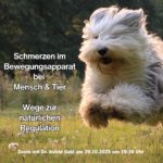 Ein Hund läuft voller Energie über eine Wiese – Symbol für Beweglichkeit und Lebensfreude durch den Einsatz des Biophotonenlasers.