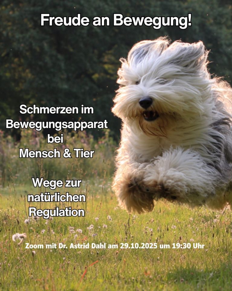 Ein Hund läuft voller Energie über eine Wiese – Symbol für Beweglichkeit und Lebensfreude durch den Einsatz des Biophotonenlasers.
