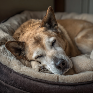 Schlafender Seniorhund, Ernährung als wichtiger Faktor für Gesundheit im Alte