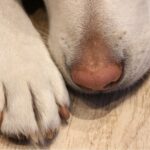 Hundegesundheit, Pfote und Schnauze eines Seniorhundes