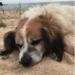 Älterer Hund schläft tagsüber, Veränderung im Verhalten bei Hundedemenz