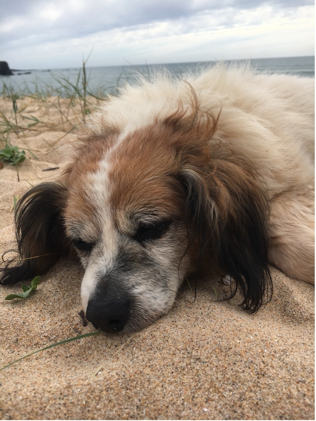 Älterer Hund schläft tagsüber, Veränderung im Verhalten bei Hundedemenz