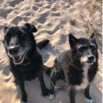 Zwei Hunde laufen gemeinsam am Strand entlang. Das Bild symbolisiert Bewegung, Wohlbefinden und die Bedeutung von Gesundheit für Hunde.