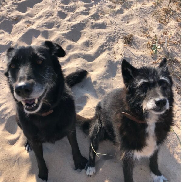 Hundegesundheit: Wenn der Darm nicht mehr zur Ruhe kommt
