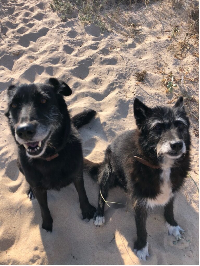 Zwei Hunde laufen gemeinsam am Strand entlang. Das Bild symbolisiert Bewegung, Wohlbefinden und die Bedeutung von Gesundheit für Hunde.