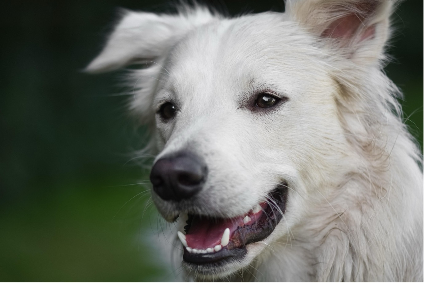 Seniorhund hechelt bei Sommerhitze im Freien. Ältere Hunde reagieren besonders empfindlich auf hohe Temperaturen und benötigen an heißen Tagen besonderen Schutz.