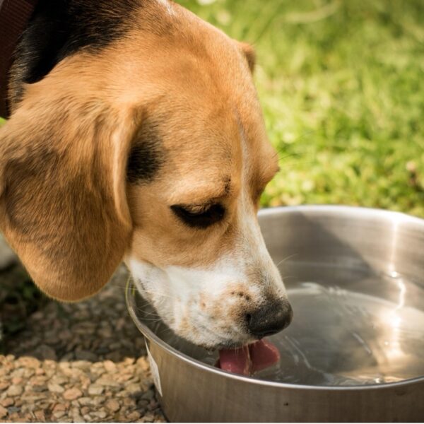 Hund trinkt viel: Wann mehr Durst ein Warnsignal sein kann