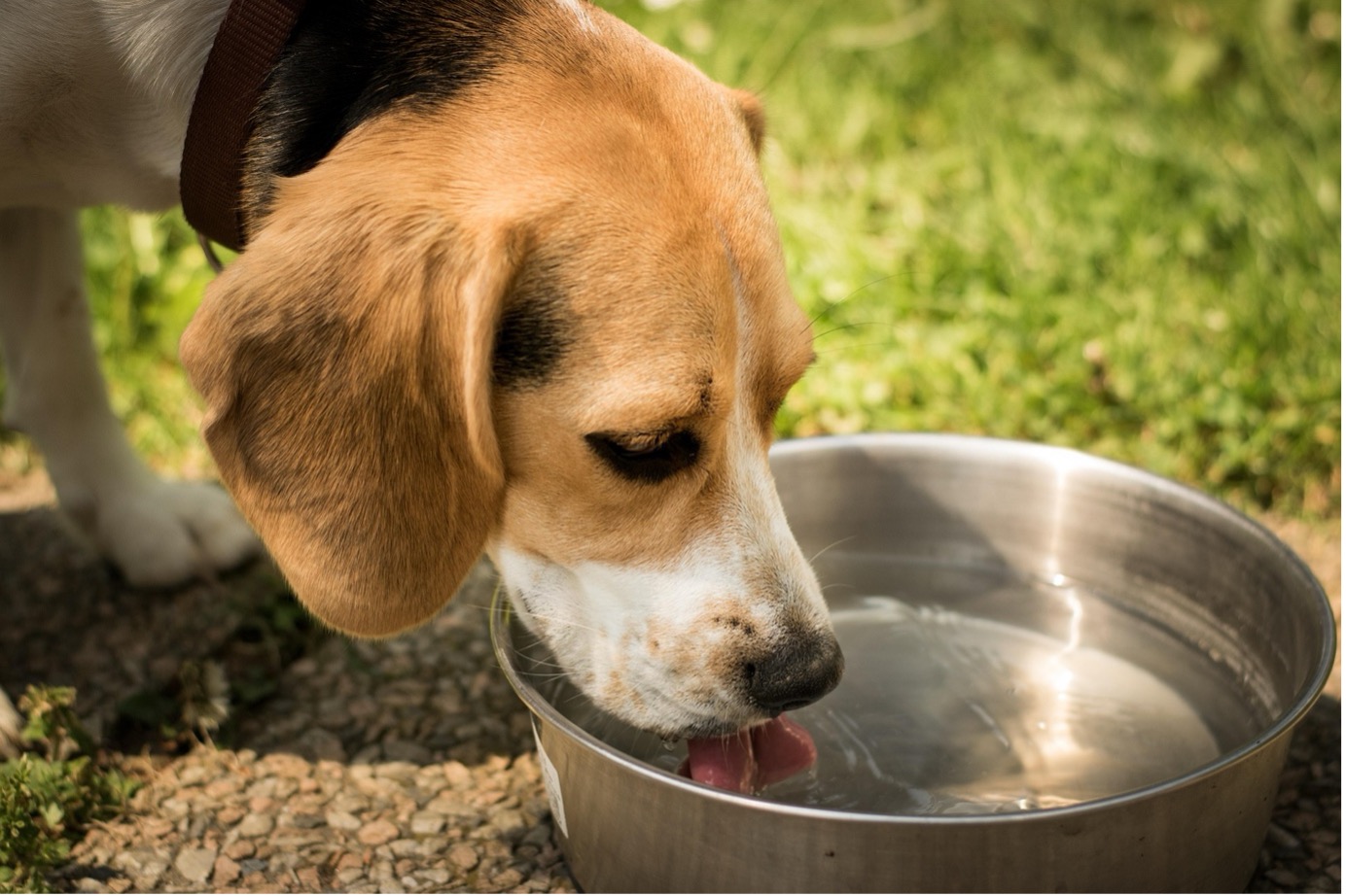 Hund trinkt Wasser aus einem Napf. Erhöhter Durst kann bei Hunden ein Hinweis auf gesundheitliche Veränderungen sein.
